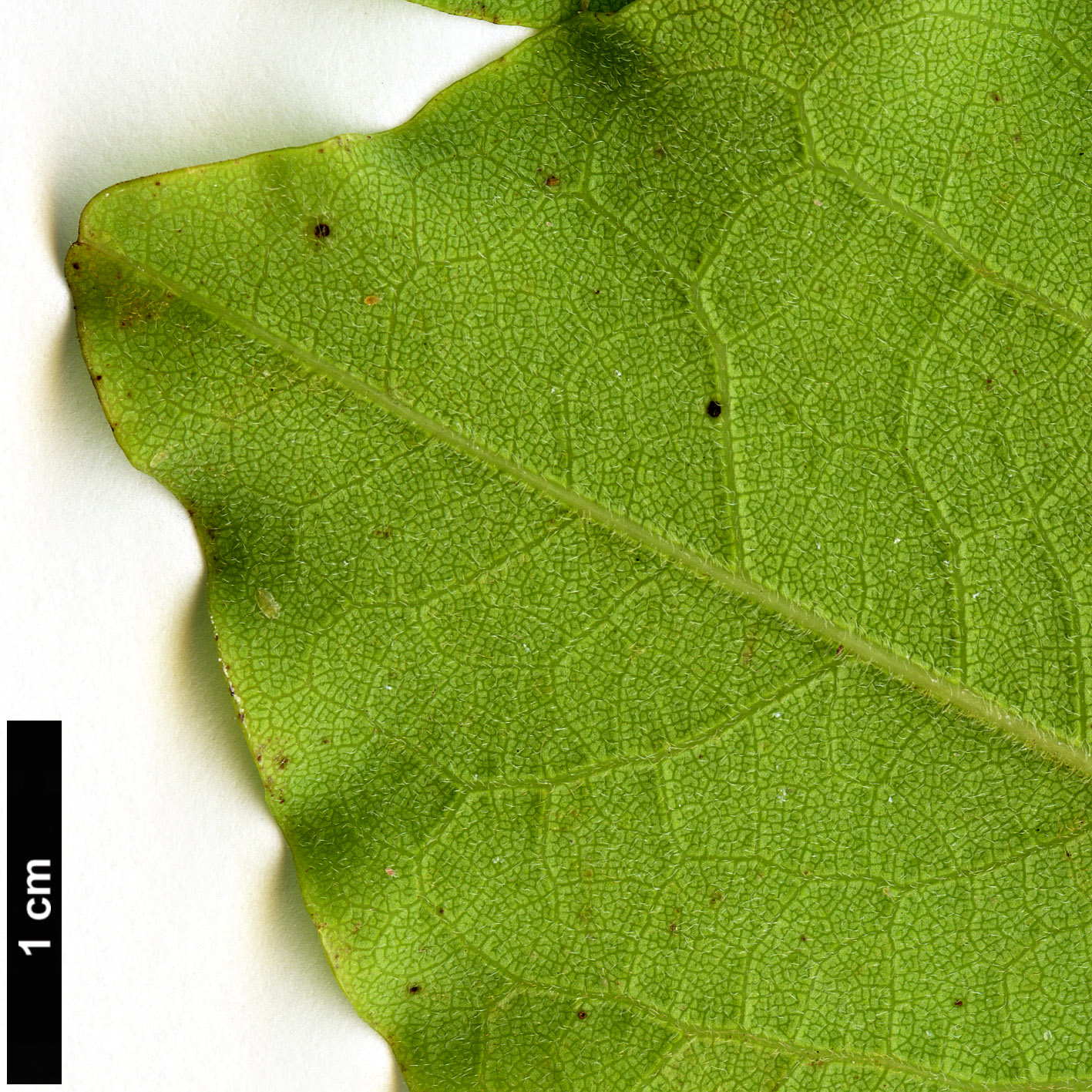 High resolution image: Family: Fabaceae - Genus: Cercis - Taxon: canadensis - SpeciesSub: var. mexicana